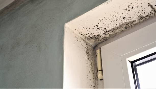 Reliable Newport, OH Mold Removal Solutions