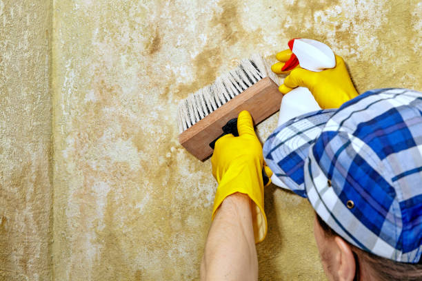 Best Crawl Space Mold Remediation  in Newport, OH