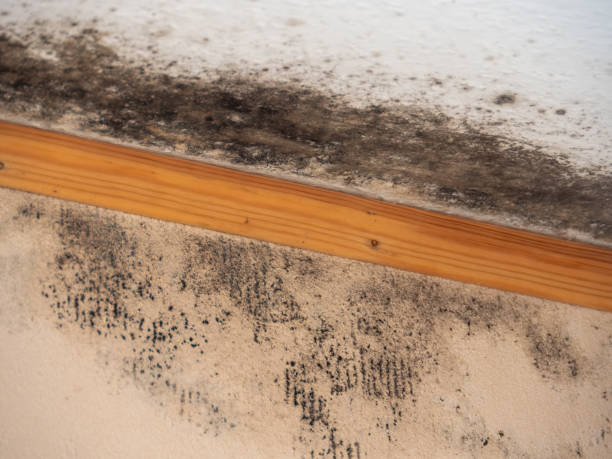 Best Mold Damage Restoration  in Newport, OH