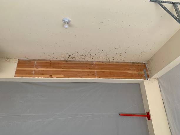 Best Crawl Space Mold Remediation  in Newport, OH