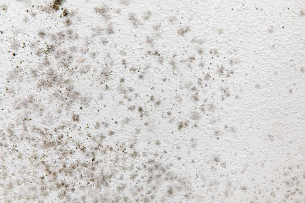 Best Mold Remediation for Vacation Homes  in Newport, OH